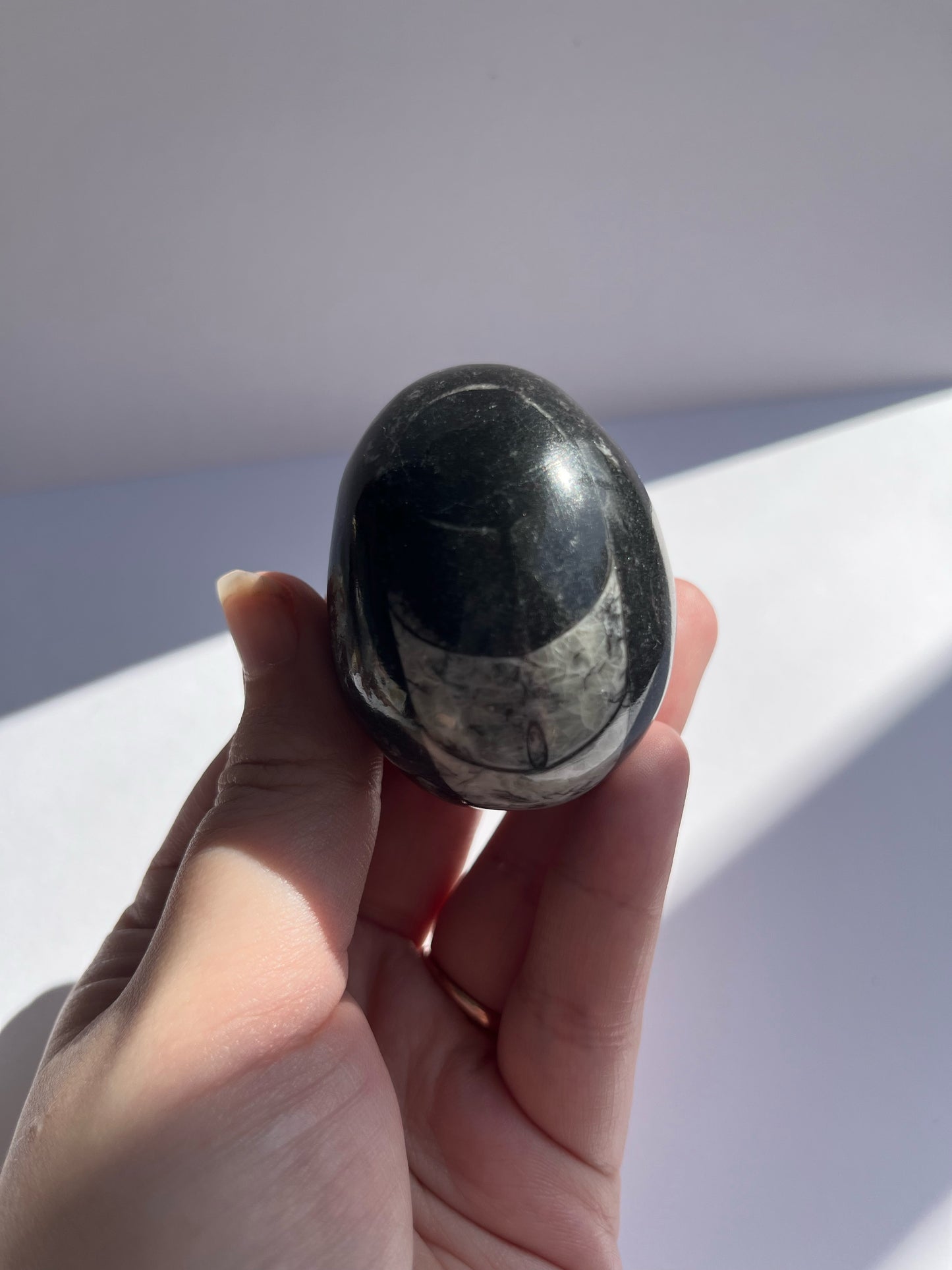 Orthoceras Egg