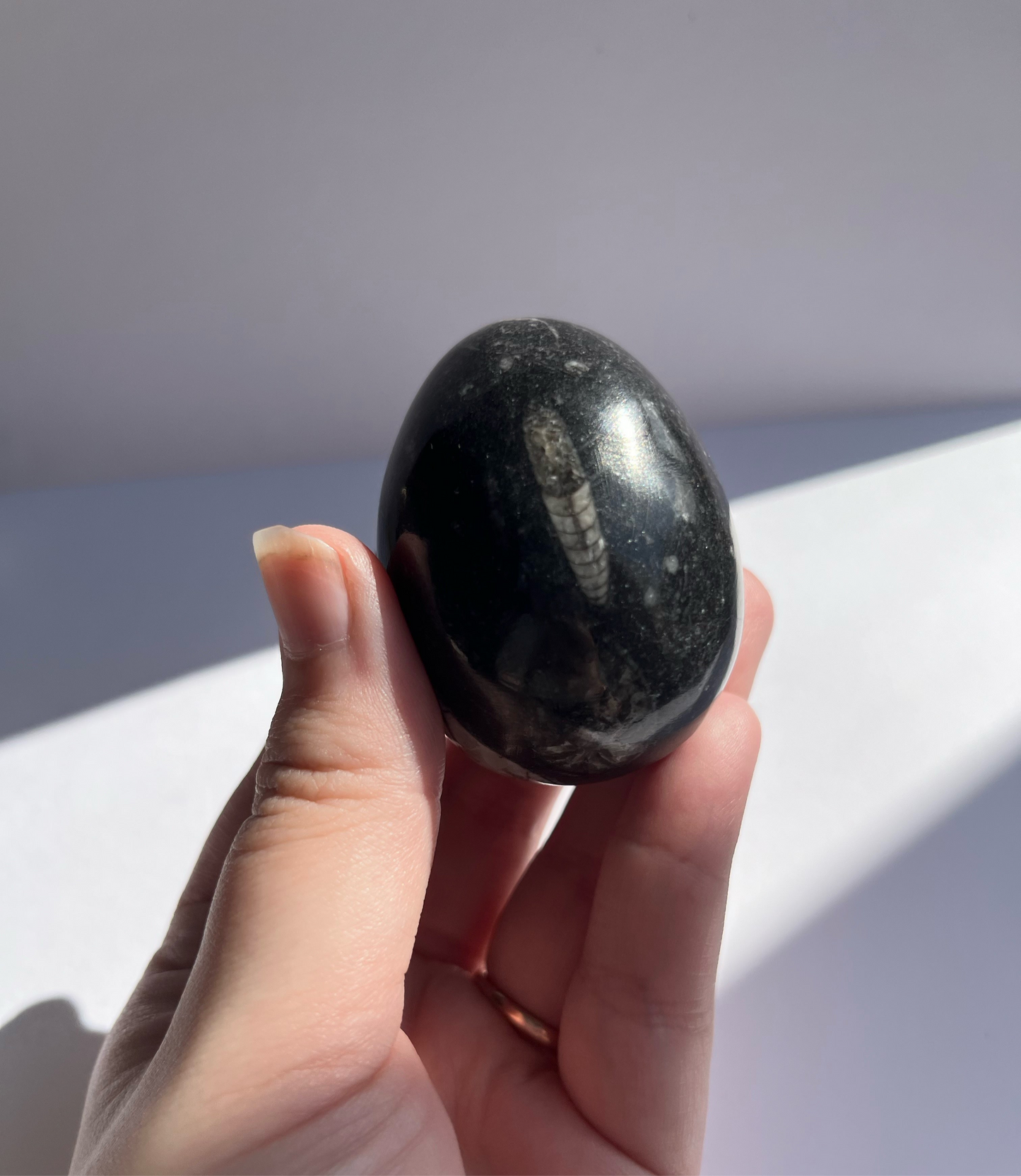 Orthoceras Egg