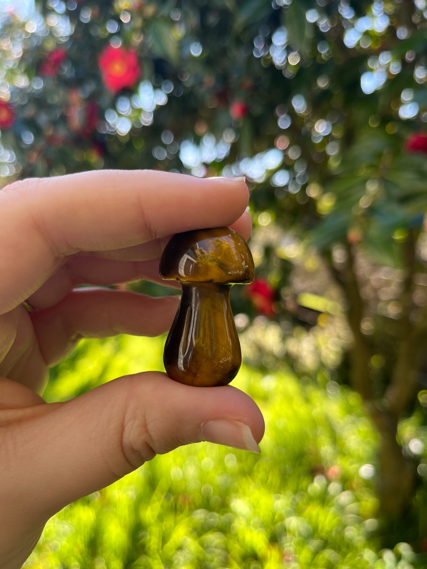 Tigers Eye Mushroom