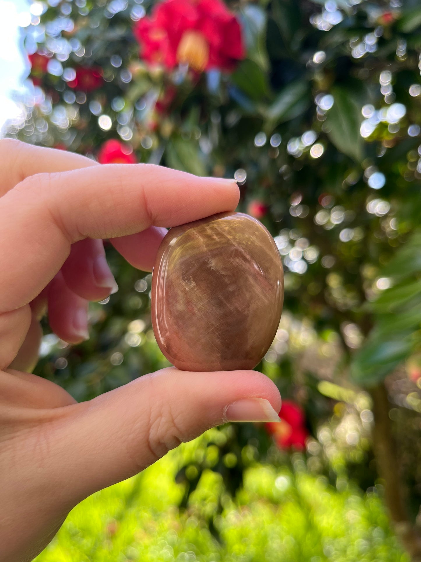 Petrified Wood Flat Stone