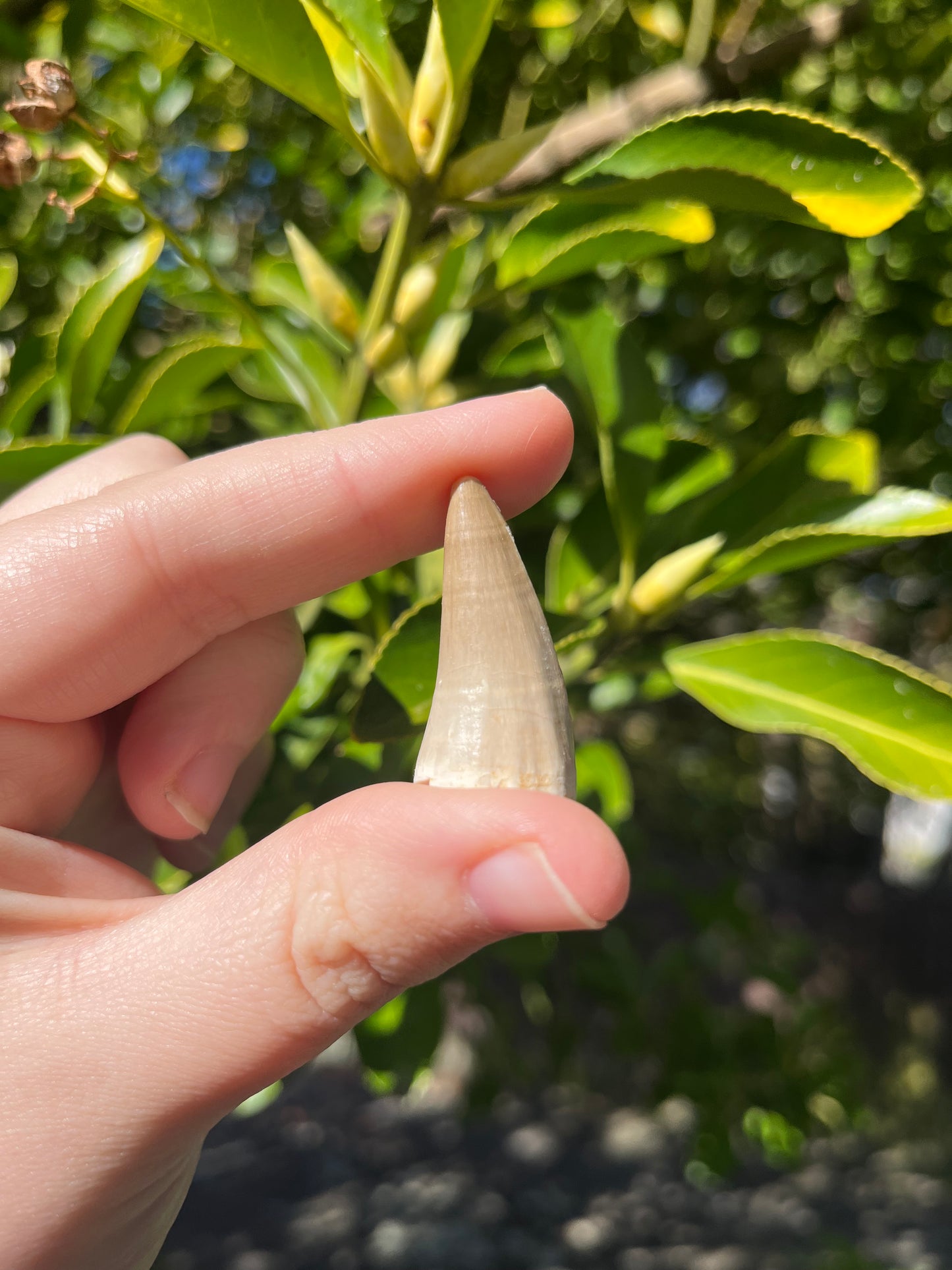 Mosasaur Tooth