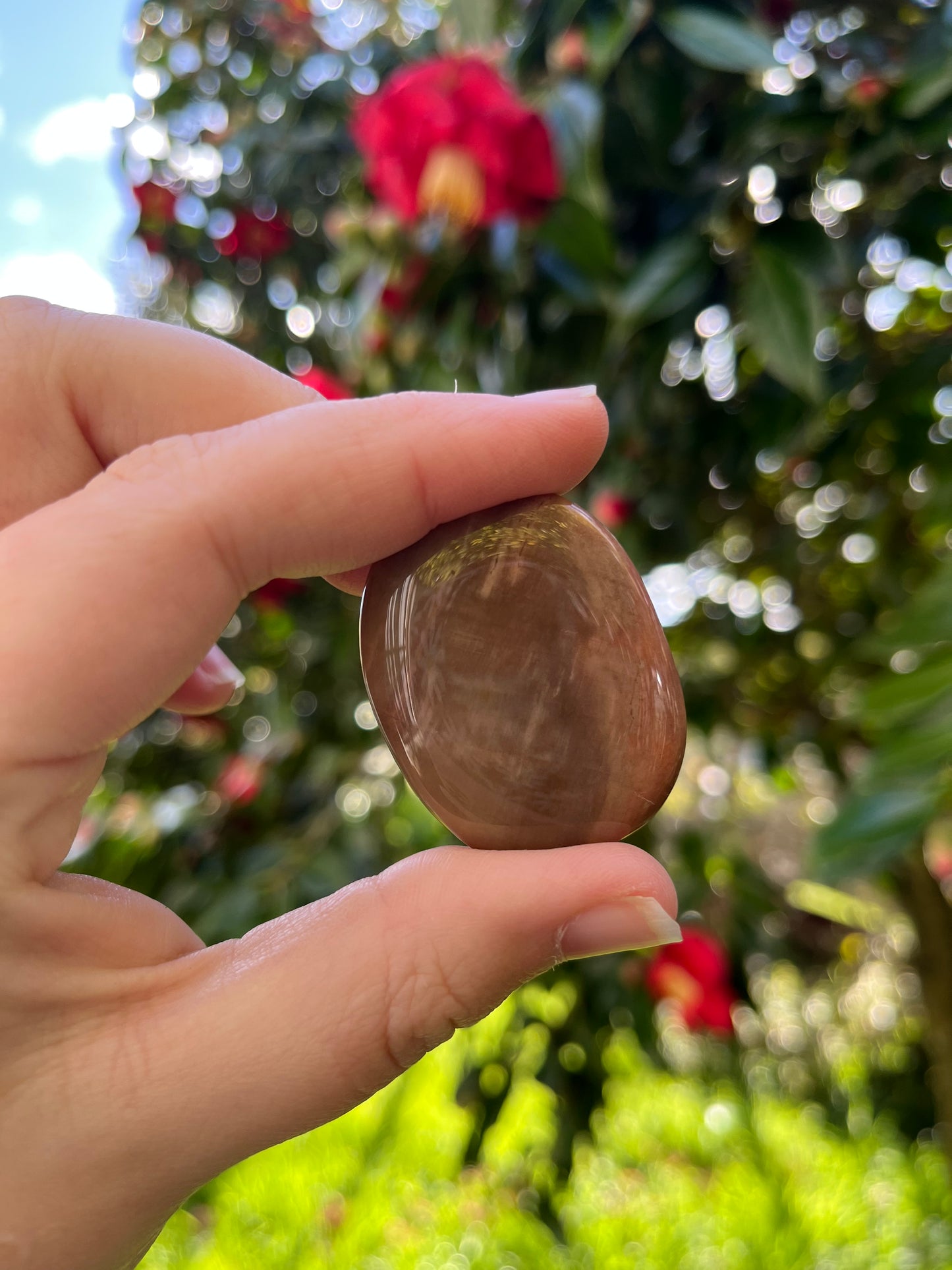 Petrified Wood Flat Stone