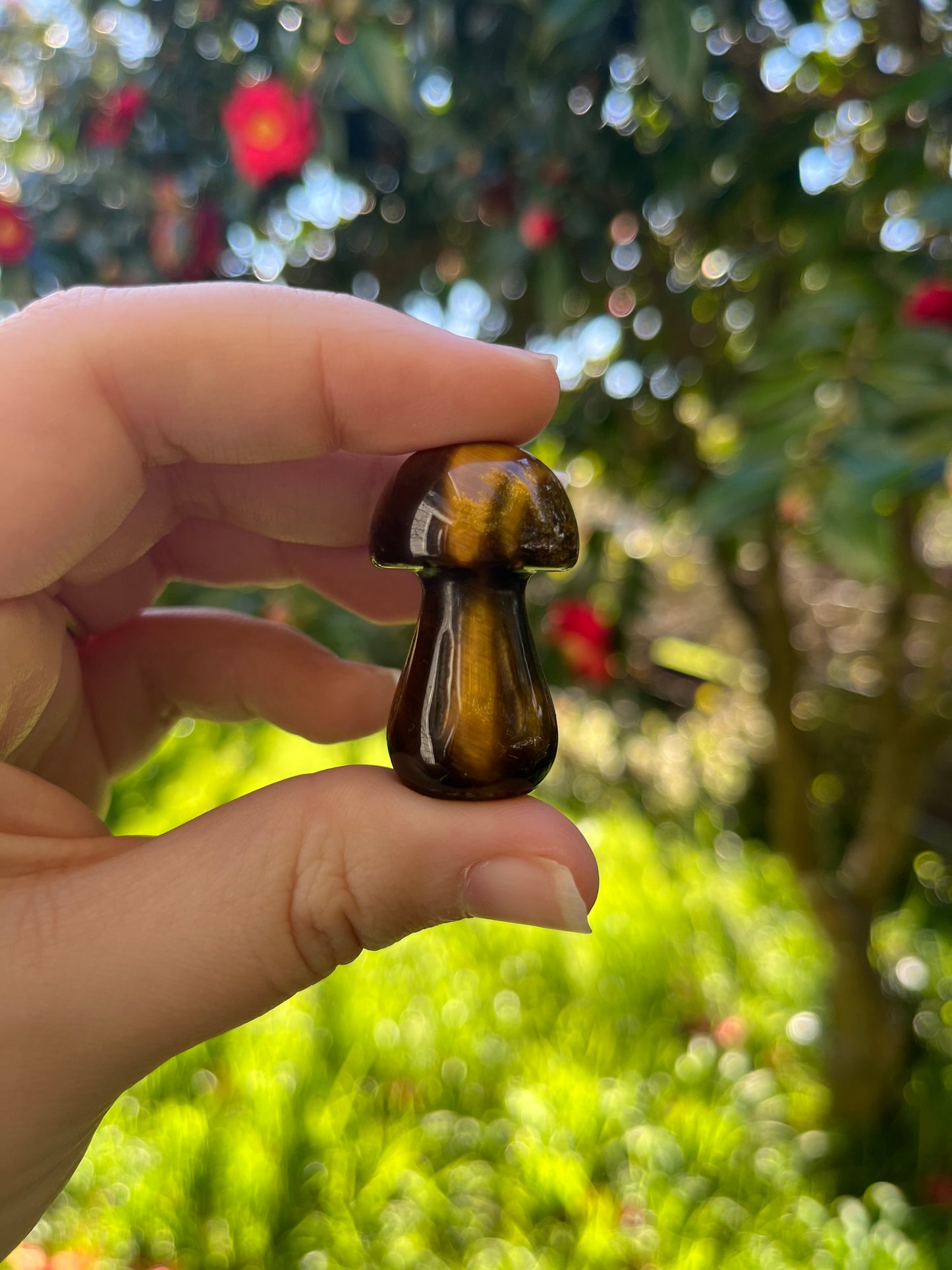 Tigers Eye Mushroom