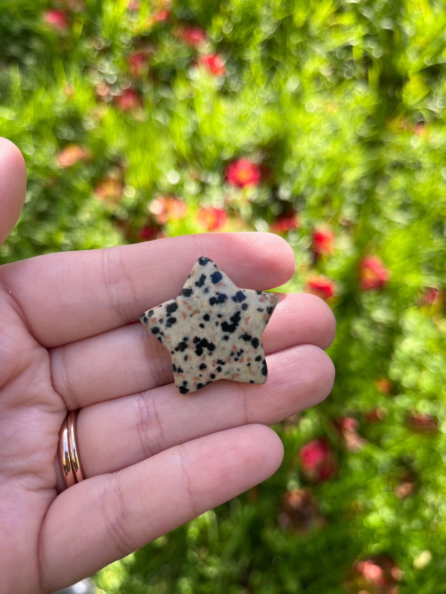 Dalmatian Jasper Star