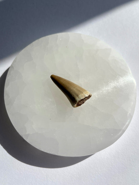 Mosasaur Tooth